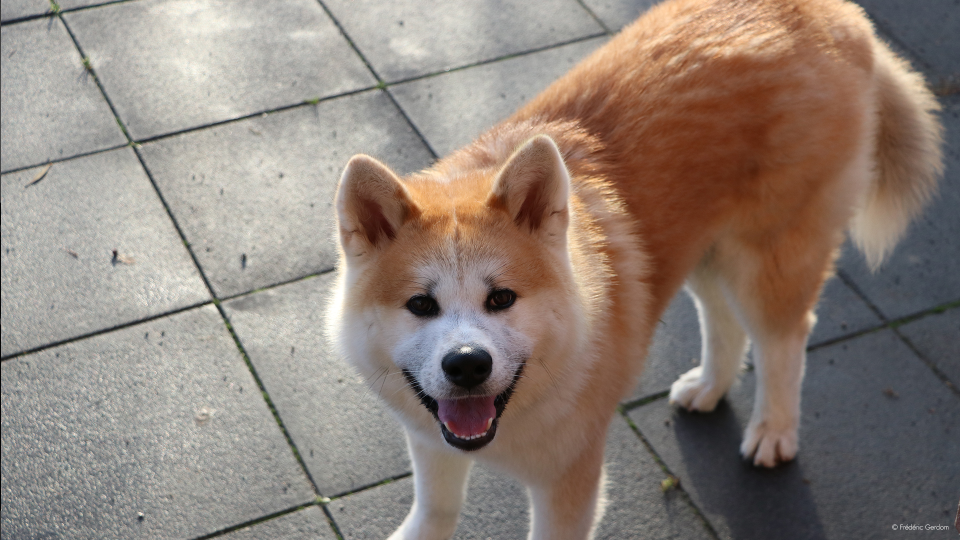 Photography - Akita Inu